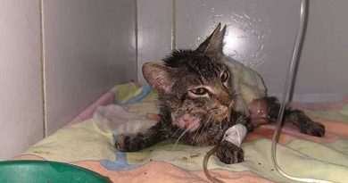Crueldade: gata é esfolada viva e tem rabo cortado em Maceió Crueldade: gata é esfolada viva e tem rabo cortado em Maceió
