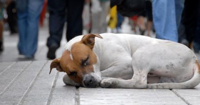 NÚMERO DE CÃES E GATOS NAS RUAS NO BRASIL JÁ PASSA DE 30 MILHÕES NÚMERO DE CÃES E GATOS NAS RUAS NO BRASIL JÁ PASSA DE 30 MILHÕES