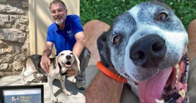 Homem abre orfanato para cães ‘velhinhos’ que foram abandonados Homem abre orfanato para cães ‘velhinhos’ que foram abandonados