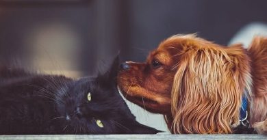 Austrália proíbe reprodução de cachorros e gatos para vendas em lojas Austrália proíbe reprodução de cachorros e gatos para vendas em lojas